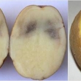 Zašto krompir crni iznutra tokom skladištenja